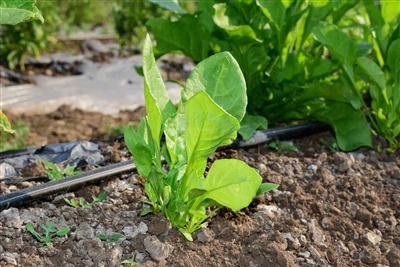 25% мање ђубрива, 10% више приноса: Наводњавање кап по кап трансформише пољоп...